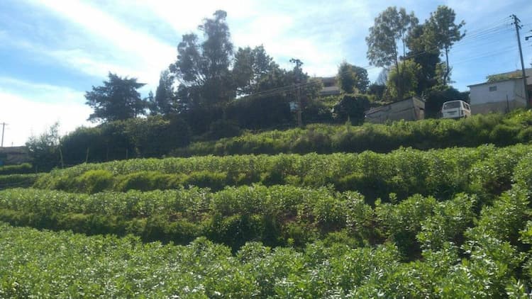 LAND FOR SALE NEAR OOTY