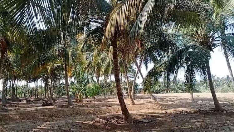 Coconut Farm For Sale