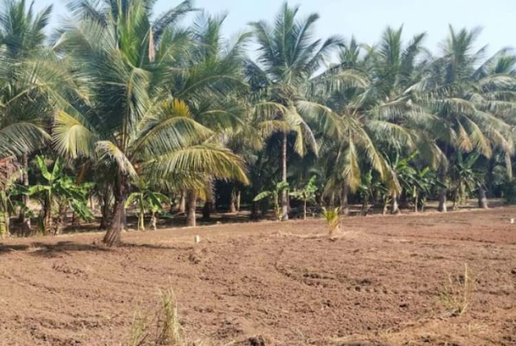 Land for sales