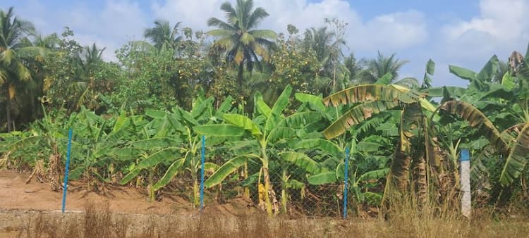 farm land for sale 