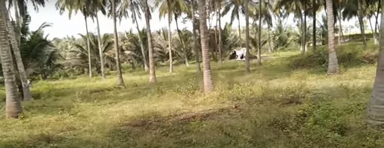 7.25 Acre Coconut Farm