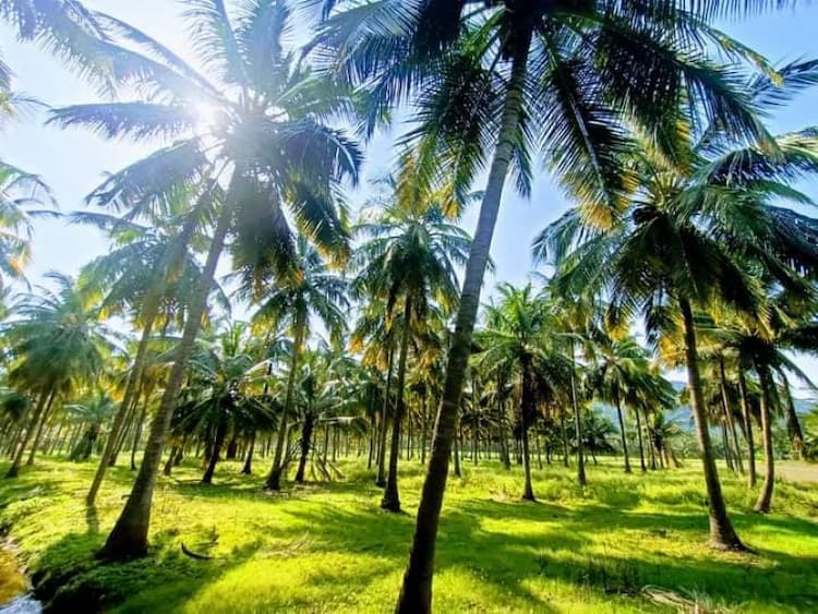 Coconut Farms For Sale