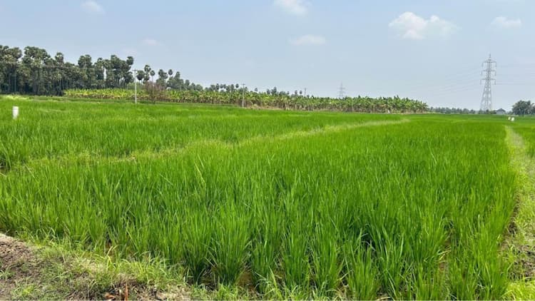 Land for sales