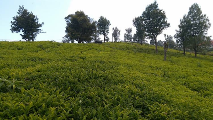 OOTY TO COONOOR HIGHWAY ROAD