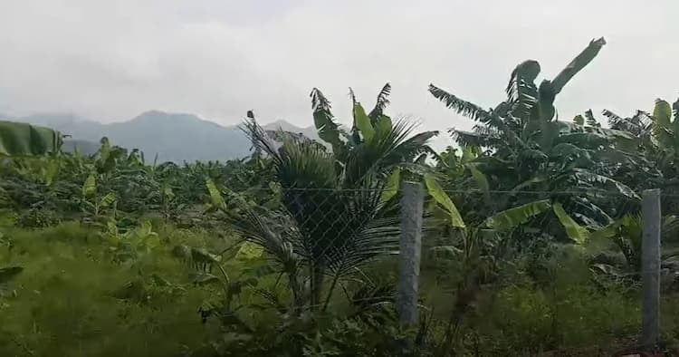 Land for sales