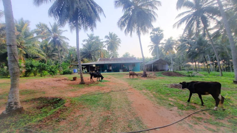 coconut farm land for sale
