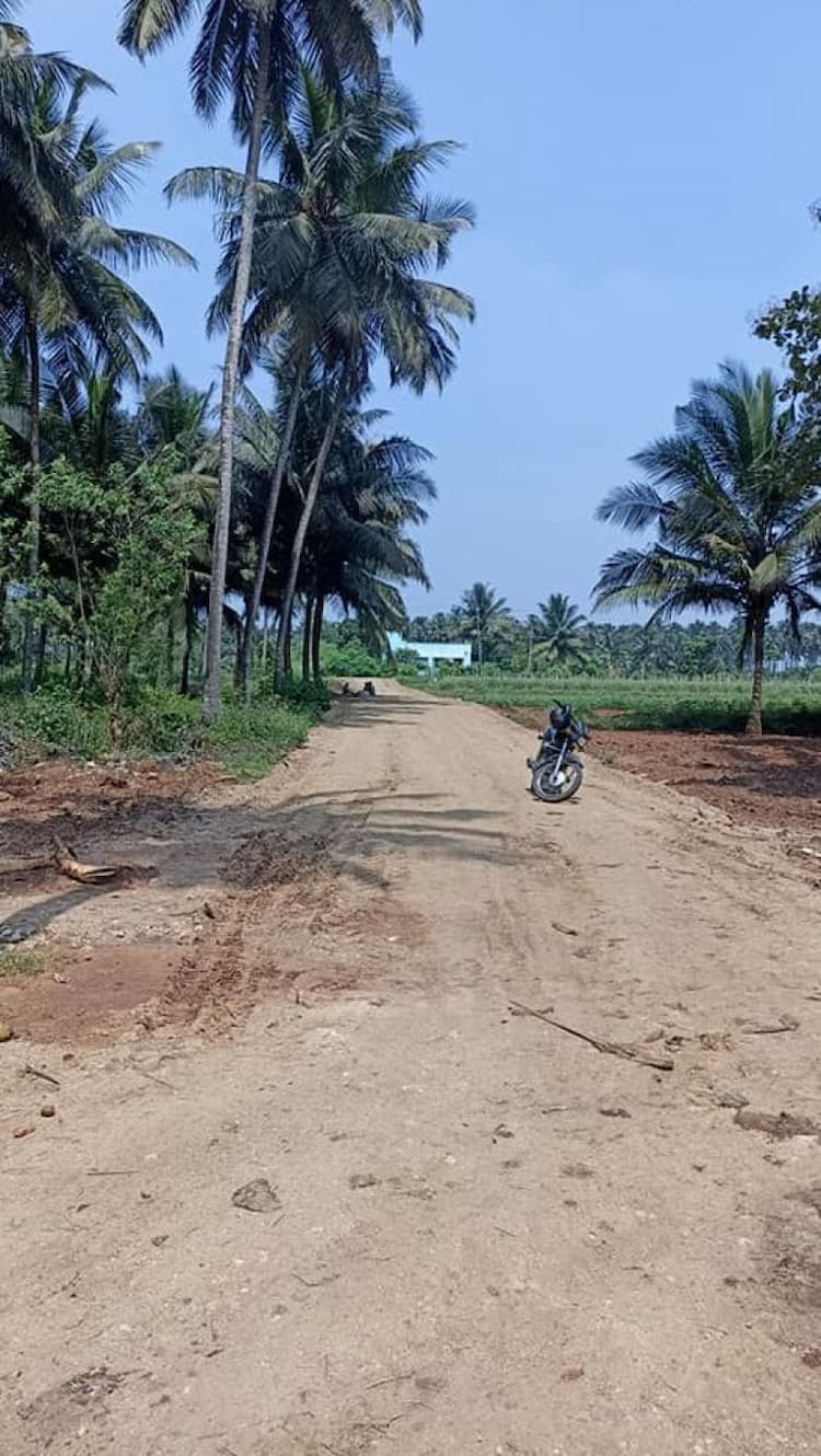 coconut farm land for sale