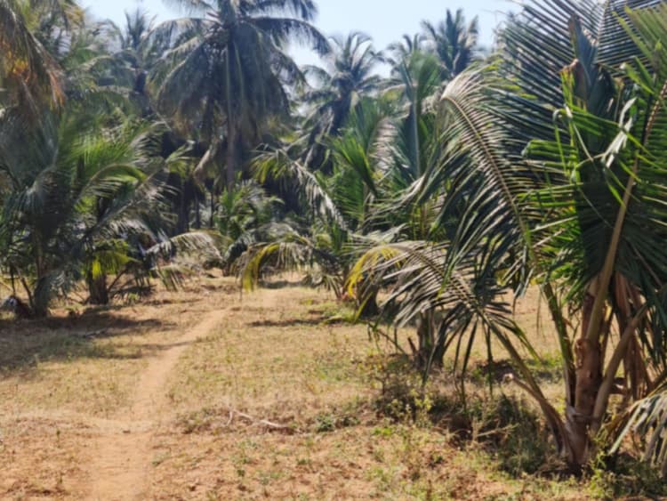 Land for Sale