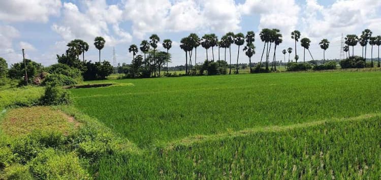Farm Land For Sales