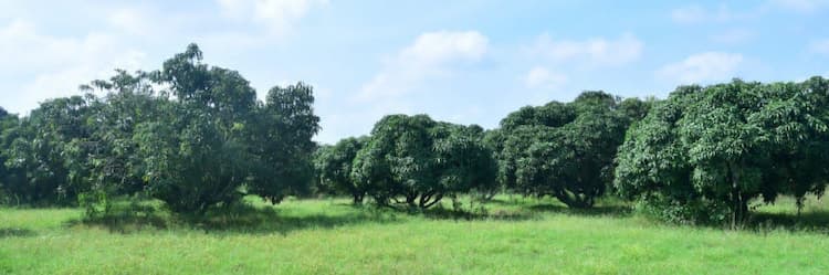 Agricultural Land
