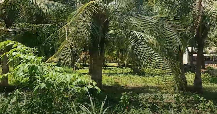 Land for sales