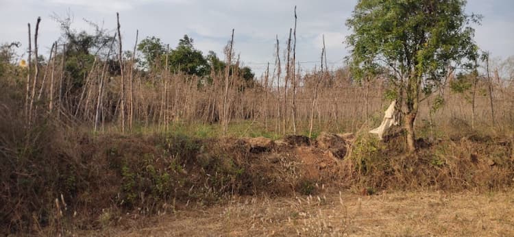 Agricultural Land