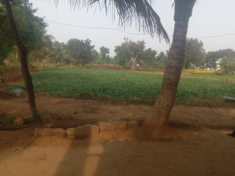 Agricultural Land 
