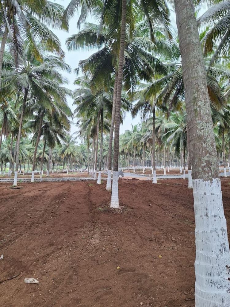 coconut farm land for sale