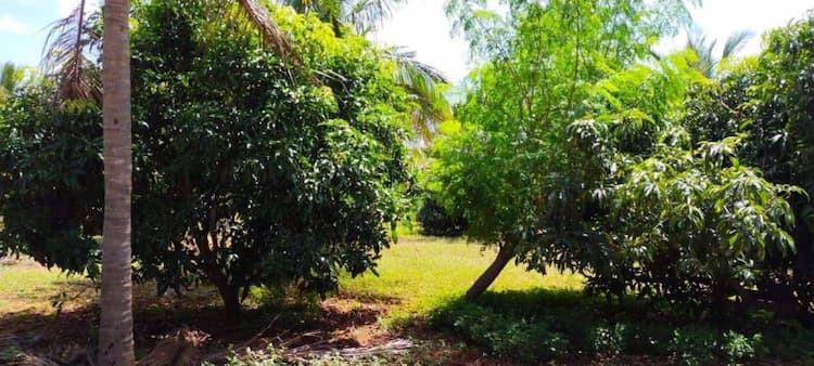 Agri Land For Sale