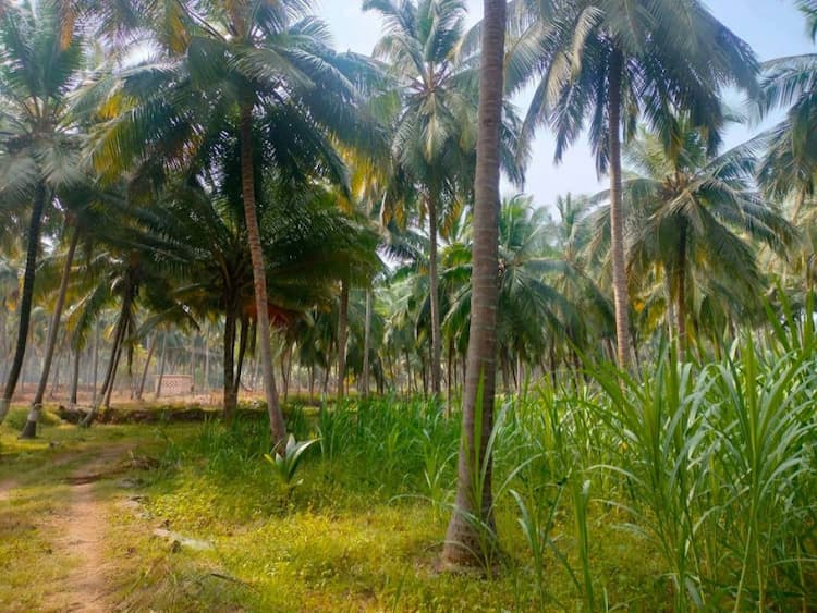 coconut farm land for sale