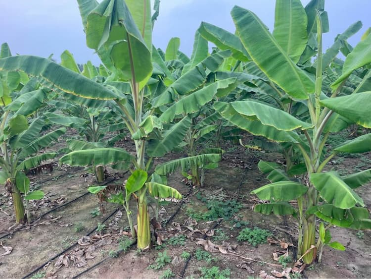 8.50 acres of wonderful farm land for sale