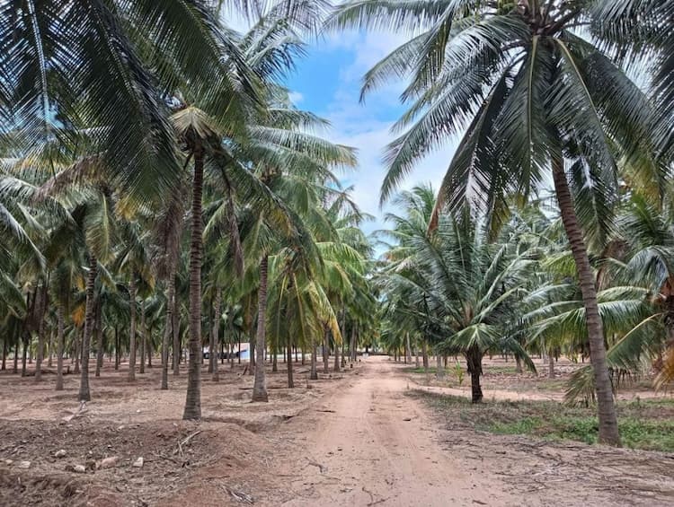 coconut farm land for sale