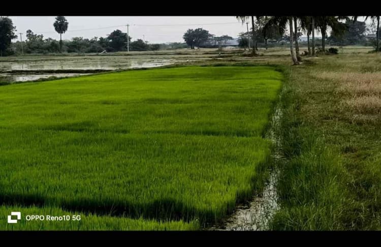 14 Acres Punjai Land for Sale in Arcot