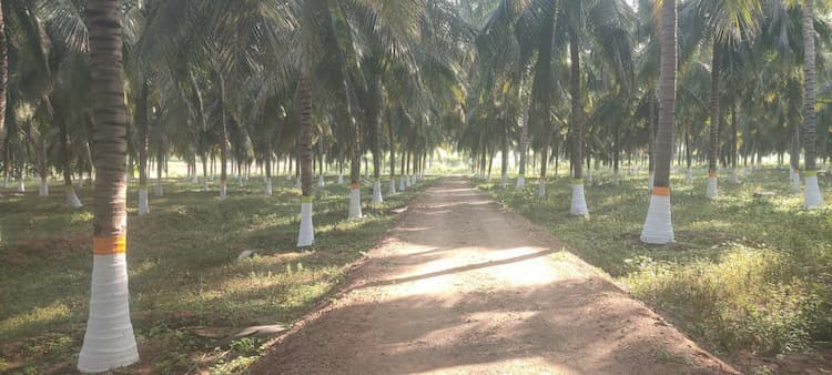 coocnut farm land for sale
