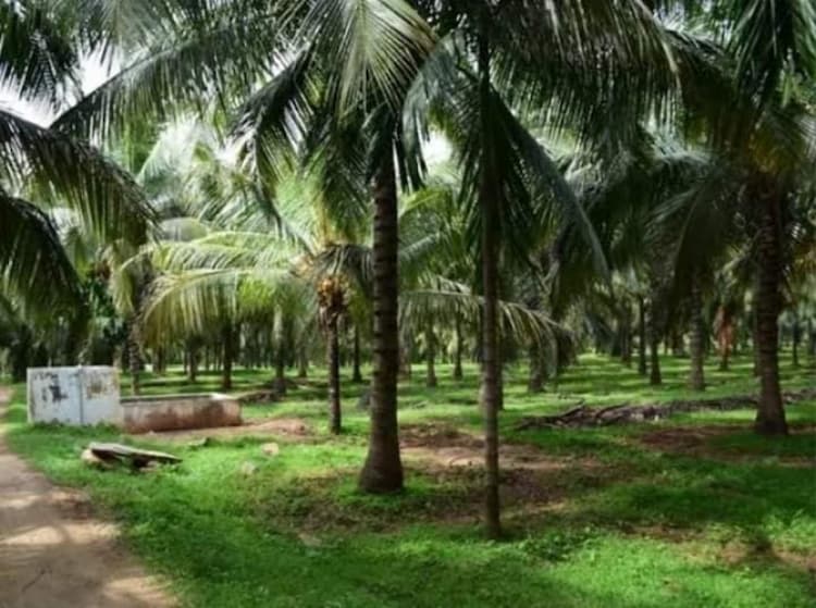 coconut farm land for sale