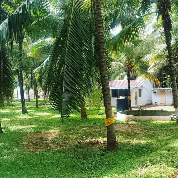 coconut farm land for sale