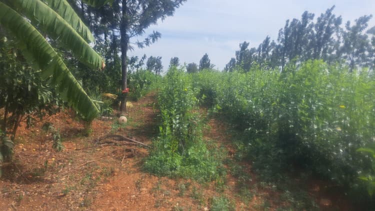 Agriculture Land
