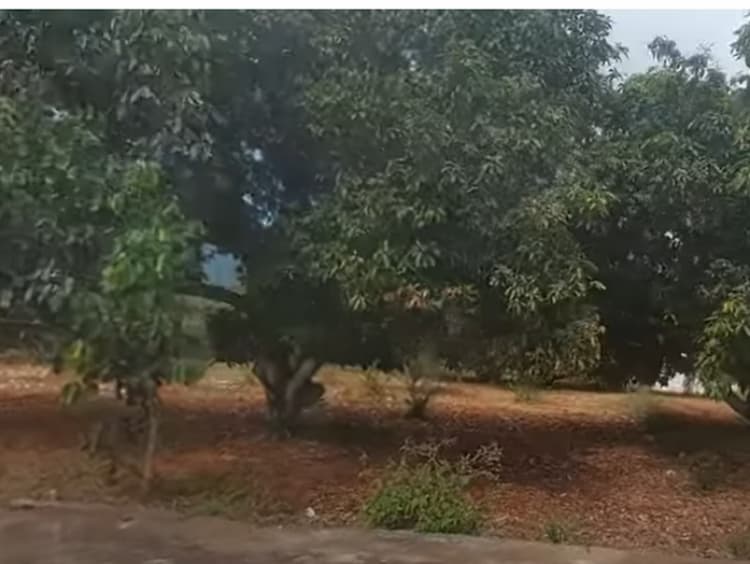 Land for sales