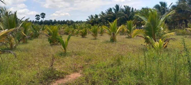 Land for Sale