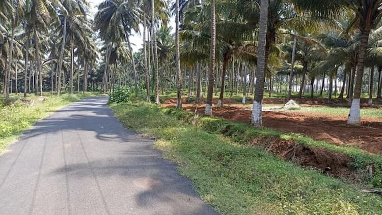 coconut farm land for sale