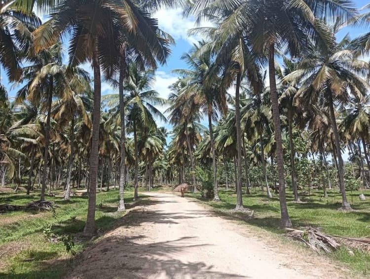 coconut farm land for sale