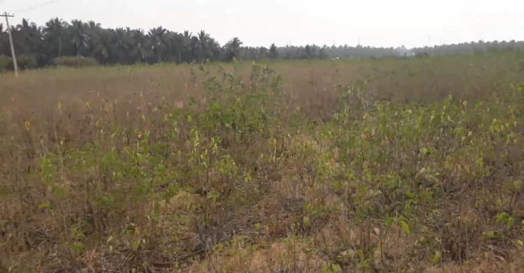 Farm Land for Sale