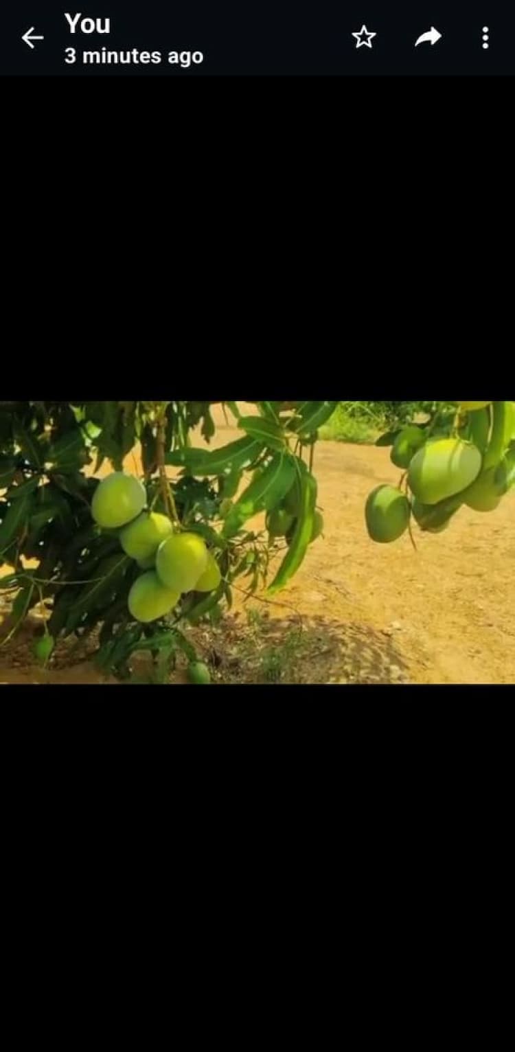 Mango tree for sale near