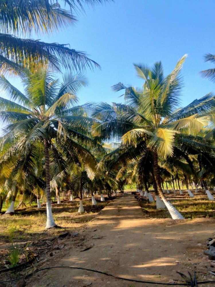coconut farm land for sale