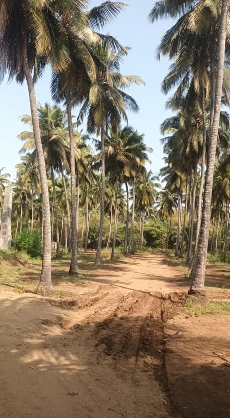 12 ACRE coconut form for sale