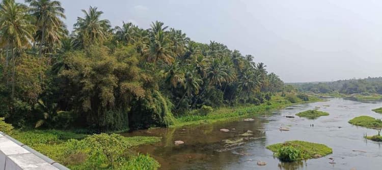 2.75 acre coconut farm for sale