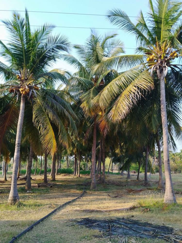 Farm Land For Sales