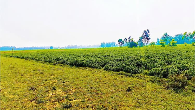 Agricultural Farm Land