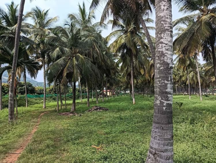 coconut farm land for sale