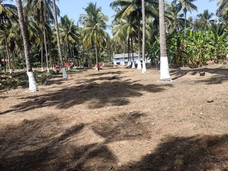 coconut farm land for sale