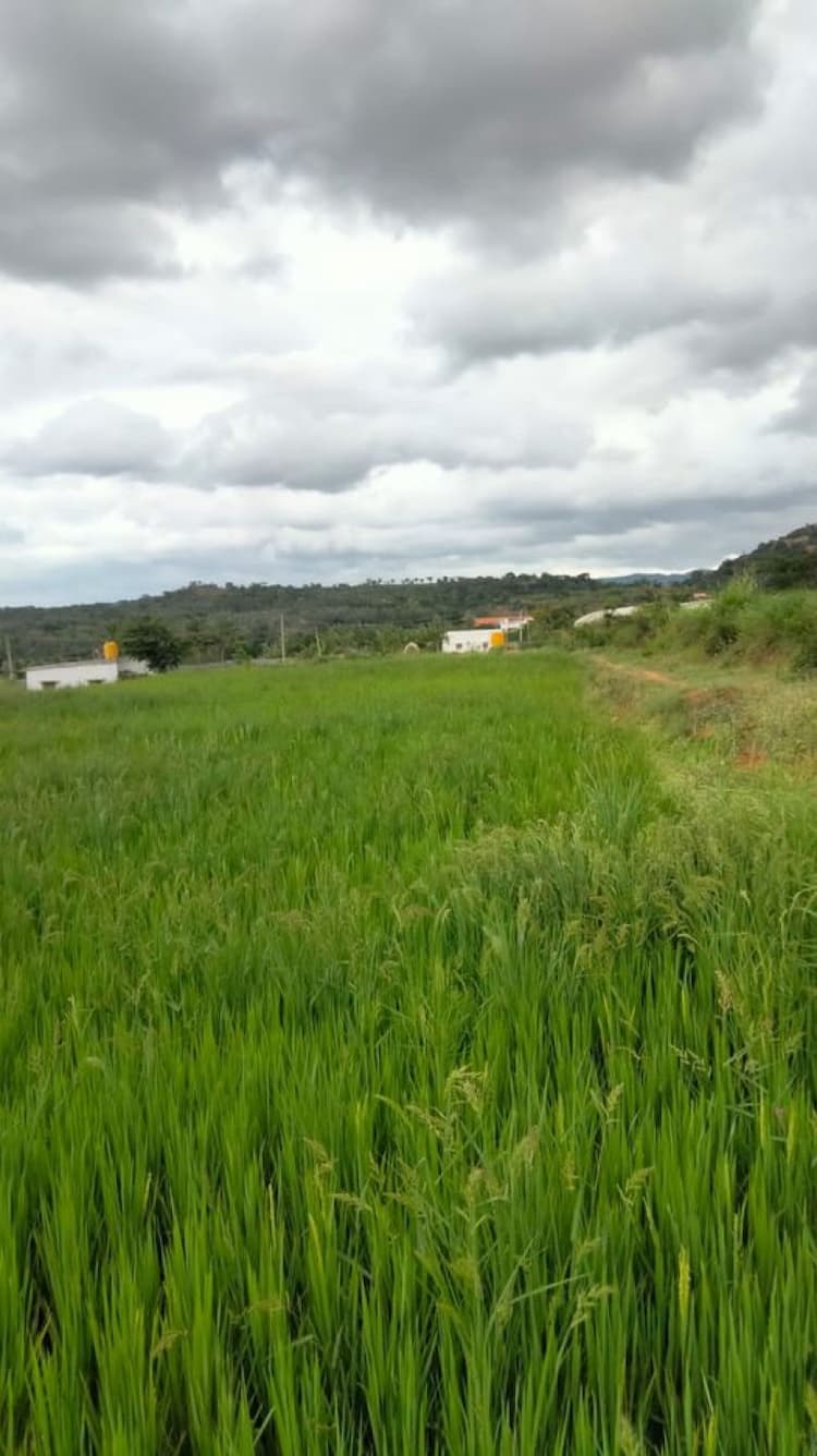 Farm land sale