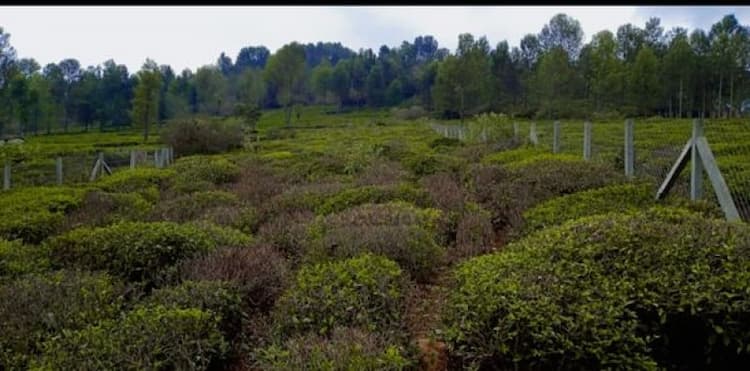 Tea Garden For Sale