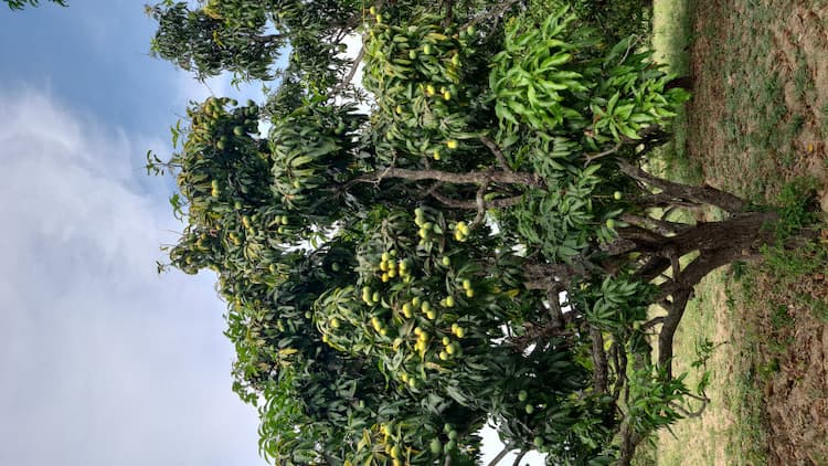 Agriculture land