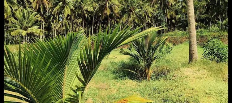 Coconut Farm For Sale