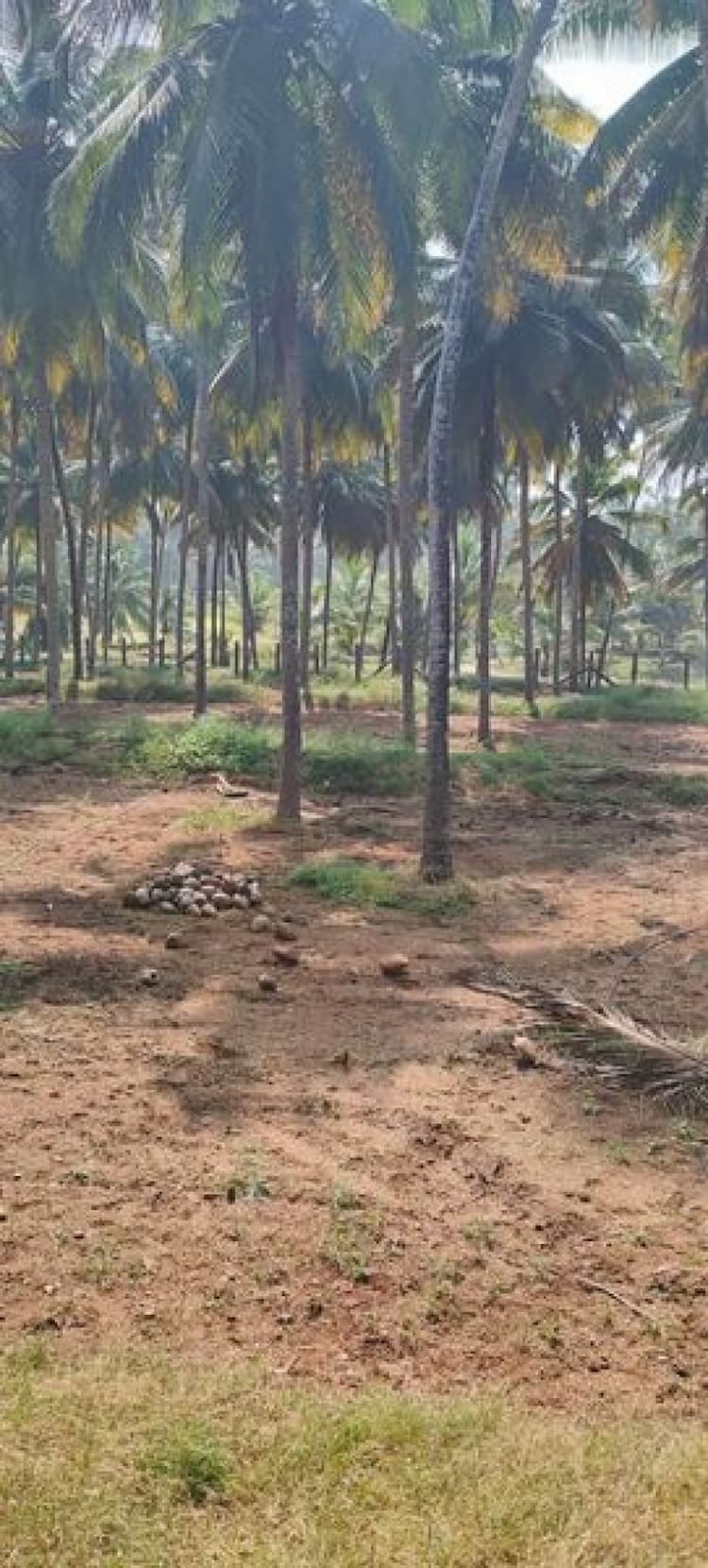 7 acres of coconut thottam for sale