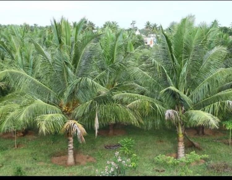 3Acre cocobea with banglaw for sale