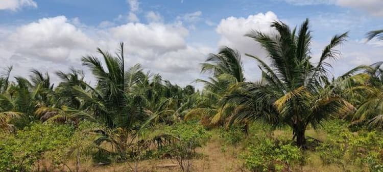 Land for Sale