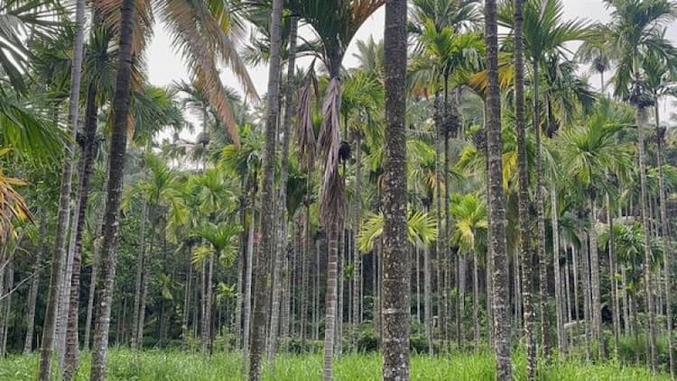 4.5 acre land for sale