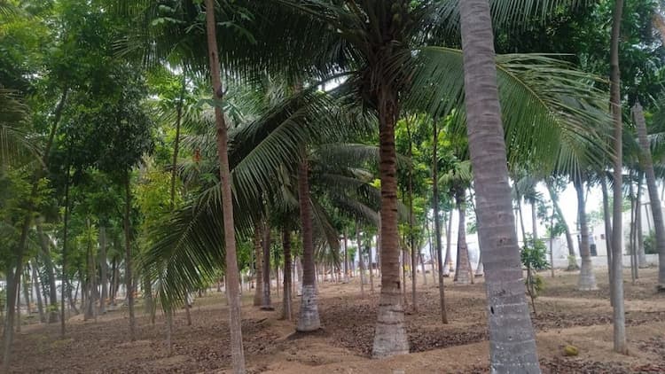 Land for Sale