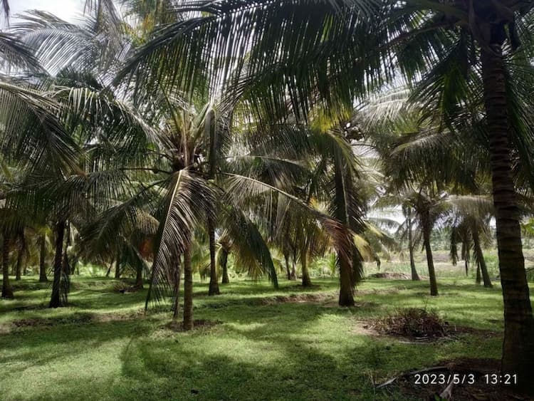 coocnut farm alnd for sale